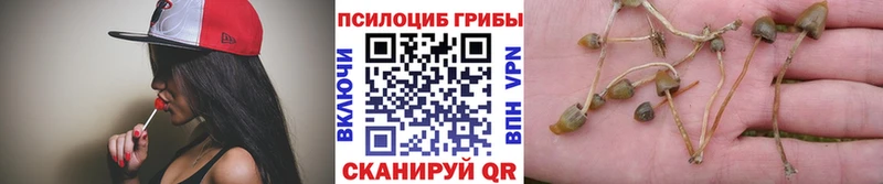 закладка  Нижнеудинск  Галлюциногенные грибы GOLDEN TEACHER 